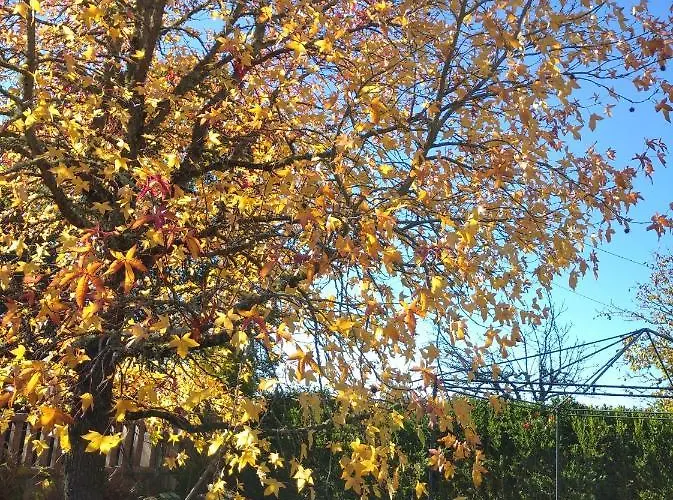 Casa Raposeira בית נופש