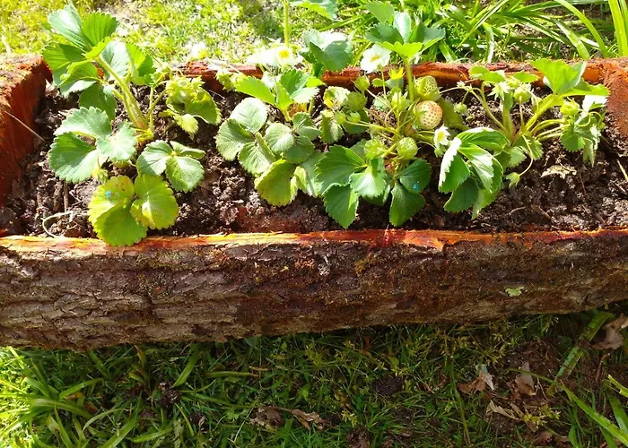 Casa Raposeira אורנסה