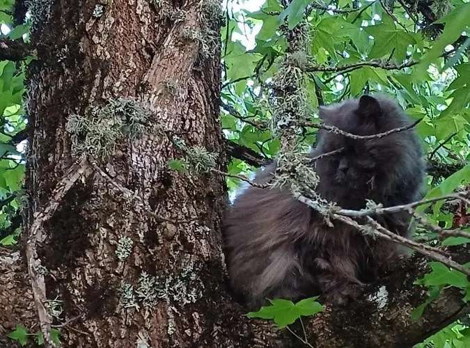 בית נופש Casa Raposeira אורנסה